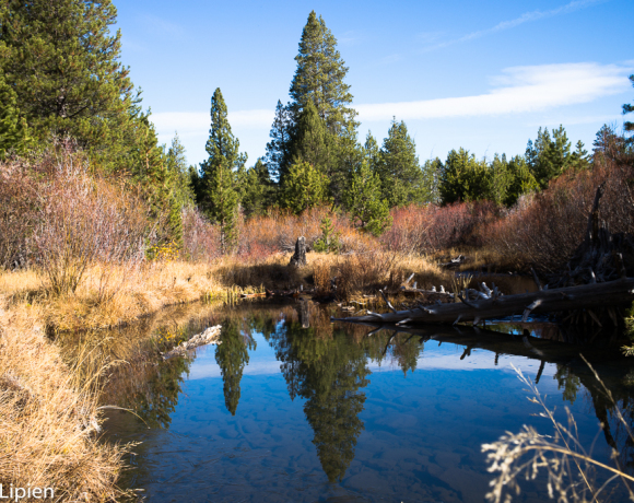 Sagehen Creek, November 11, 2014