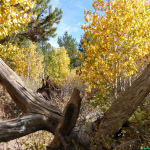 Sagehen Creek – Protect Quiet Trails