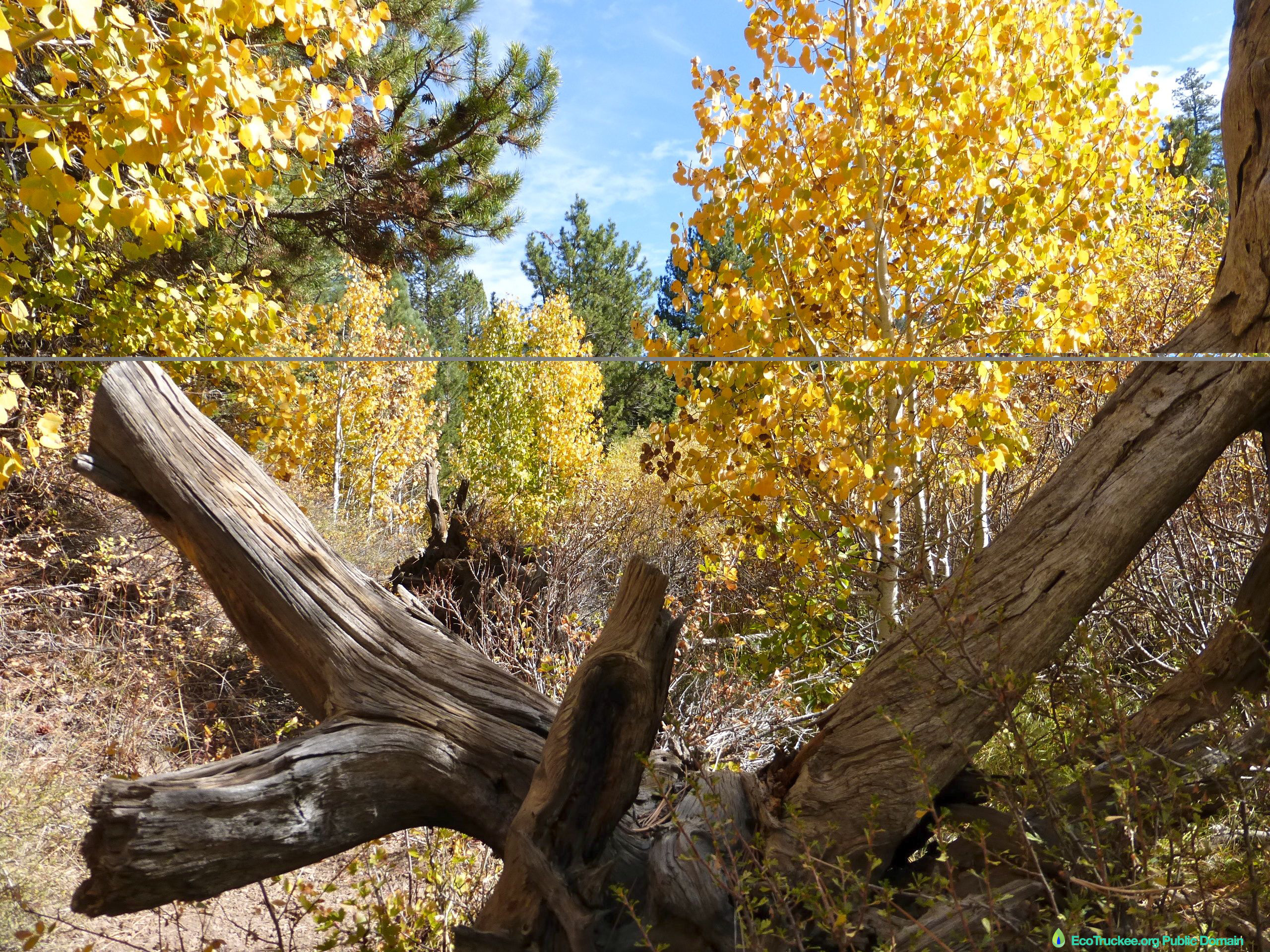 Sagehen Creek – Protect Quiet Trails