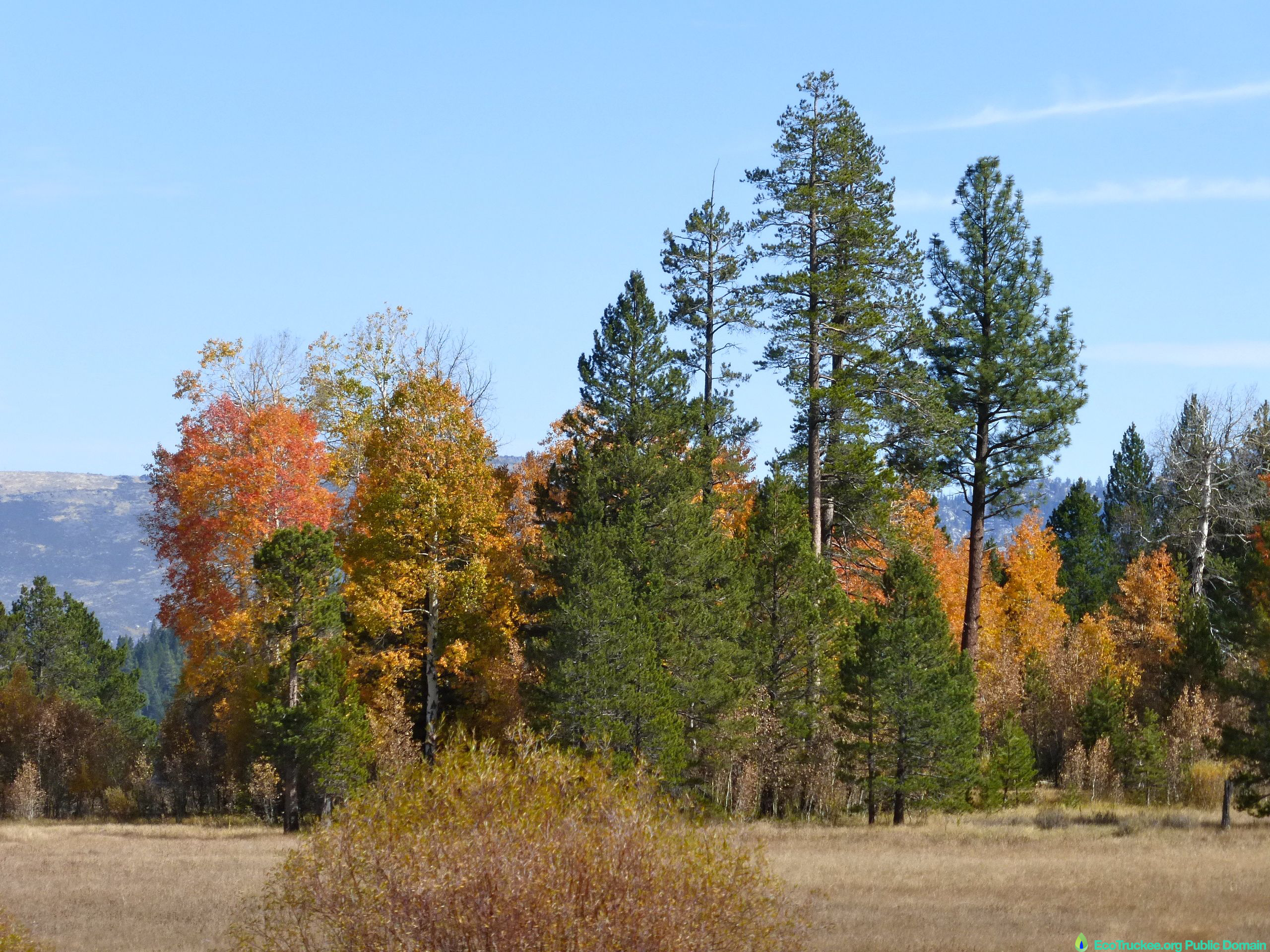 View from Sagehen Creek Trail, Truckee, CA, Oct. 11, 2014