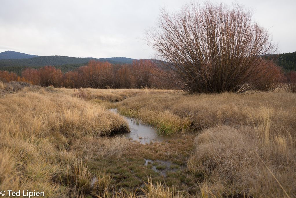 Martis Creek, November 2014