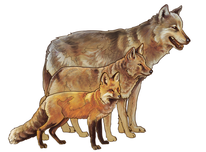 688_Canid_comparison