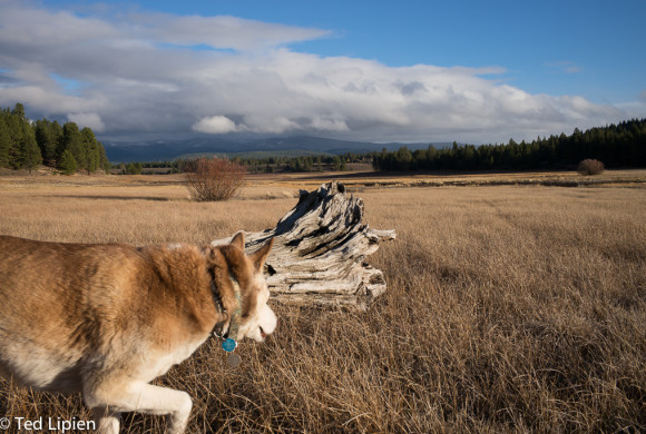 Truckee Airport Noisy Private Jets Disturb Tahoe Wildlife